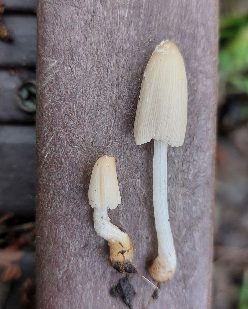 Photo © Jesper Launder Coprinellus cf. flocculosus by Jesper Launder